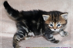 Bobby-Liebeshof-black-golden-classic-tabby-4-Wochen-alt.-www.sibirische-katzen-hamburg.de-IV