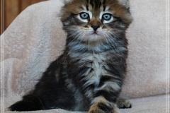 Bobby-Liebeshof-black-golden-classic-tabby-65-Wochen-alt.-www.sibirische-katzen-hamburg.de-I