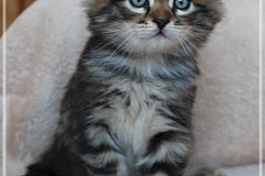 Bobby-Liebeshof-black-golden-classic-tabby-65-Wochen-alt.-www.sibirische-katzen-hamburg.de-II