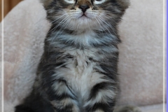 Bobby-Liebeshof-black-golden-classic-tabby-65-Wochen-alt.-www.sibirische-katzen-hamburg.de-III