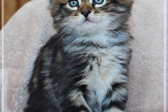 Bobby-Liebeshof-black-golden-classic-tabby-65-Wochen-alt.-www.sibirische-katzen-hamburg.de-V