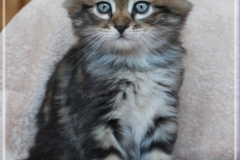 Bobby-Liebeshof-black-golden-classic-tabby-65-Wochen-alt.-www.sibirische-katzen-hamburg.de-VI