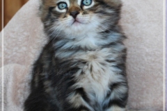 Bobby-Liebeshof-black-golden-classic-tabby-65-Wochen-alt.-www.sibirische-katzen-hamburg.de-VII