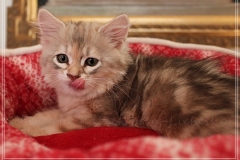 Coconut-Liebeshof-blue-shinning-silver-classic-torbie-11.-Woche-www.sibirische-katzen-hamburg.de-II