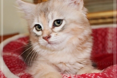 Coconut-Liebeshof-blue-shinning-silver-classic-torbie-11.-Woche-www.sibirische-katzen-hamburg.de-III