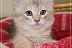 Coconut-Liebeshof-blue-shinning-silver-classic-torbie-11.-Woche-www.sibirische-katzen-hamburg.de_