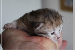 Coconut-Liebeshof-blue-shinning-silver-classic-tabby-10-Tage-alt-www.sibirische-katzen-hamburg.de-II