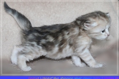 Coconut-Liebeshof-blue-shinning-silver-classic-tabby-3-Wochen-alt-www.sibirische-katzen-hamburg.de_