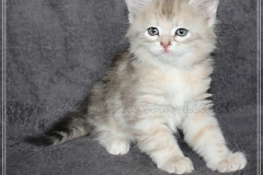 Coconut-Liebeshof-blue-shinning-silver-classic-tabby-6-5-Wochen-alt-www.sibirische-katzen-hamburg.de-I