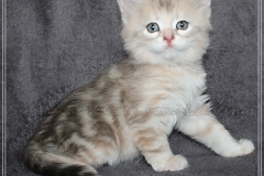 Coconut-Liebeshof-blue-shinning-silver-classic-tabby-6-5-Wochen-alt-www.sibirische-katzen-hamburg.de-III