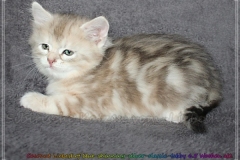 Coconut-Liebeshof-blue-shinning-silver-classic-tabby-6-5-Wochen-alt-www.sibirische-katzen-hamburg.de_