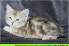 Coconut-Liebeshof-blue-shinning-silver-classic-tabby-8-Wochen-alt-www.sibirische-katzen-hamburg.de-I