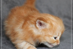 David-Bowie-Liebeshof-cinnamon-golden-classic-tabby-4-Wochen-alt.-www.sibirische-katzen-hamburg.de-III