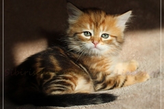 Debra-Liebeshof-black-golden-classic-Tabby-6-Wochen-alt.-www.sibirische-katzen-hamburg.de-II