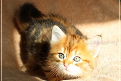 Debra-Liebeshof-black-golden-classic-Tabby-6-Wochen-alt.-www.sibirische-katzen-hamburg.de-III