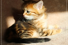 Debra-Liebeshof-black-golden-classic-Tabby-6-Wochen-alt.-www.sibirische-katzen-hamburg.de_