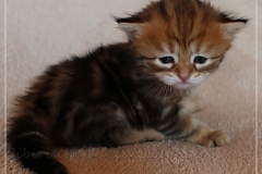 Debra-Liebeshof-black-golden-classic-Tabby3-Wochen-alt.-www.sibirische-katzen-hamburg.de-I