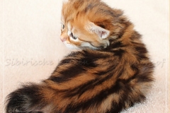 Debra-Liebeshof-black-golden-classic-Tabby3-Wochen-alt.-www.sibirische-katzen-hamburg.de-II