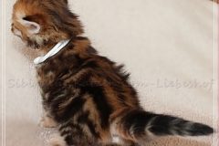 Debra-Liebeshof-black-golden-classic-Tabby3-Wochen-alt.-www.sibirische-katzen-hamburg.de_