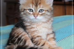 Debra-Liebeshof-black-shinning-classic-Tabby-8-Wochen-alt.-www.sibirische-katzen-hamburg.de-I