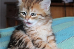 Debra-Liebeshof-black-shinning-classic-Tabby-8-Wochen-alt.-www.sibirische-katzen-hamburg.de-II