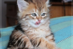 Debra-Liebeshof-black-shinning-classic-Tabby-8-Wochen-alt.-www.sibirische-katzen-hamburg.de-IV