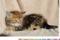 Debra-Liebeshof-black-shinning-classic-tabby-5-Wochen-alt.-www.sibirische-katzen-hamburg.de-I