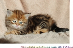 Debra-Liebeshof-black-shinning-classic-tabby-5-Wochen-alt.-www.sibirische-katzen-hamburg.de-II