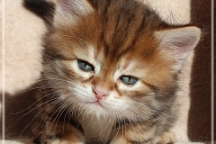 Debra-Liebeshof-black-shinning-classic-tabby-5-Wochen-alt.-www.sibirische-katzen-hamburg.de-IV