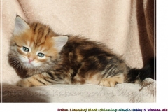 Debra-Liebeshof-black-shinning-classic-tabby-5-Wochen-alt.-www.sibirische-katzen-hamburg.de_