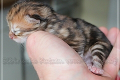Elihu-Root-Liebeshof-black-golden-classic-tabby-3-Tage-alt.