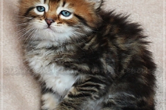 Elihu-Root-Liebeshof-black-golden-classic-tabby-53-Wochen-alt.-Sibirischer-Kater-III