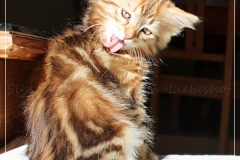 Ferrero-Liebeshof-black-golden-classic-tabby-11-Wochen-alt-www.sibirische-katzen-hamburg.de-I