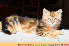 Ferrero-Liebeshof-black-golden-classic-tabby-11-Wochen-alt-www.sibirische-katzen-hamburg.de-II