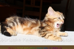 Ferrero-Liebeshof-black-golden-classic-tabby-11-Wochen-alt-www.sibirische-katzen-hamburg.de-III