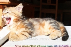 Ferrero-Liebeshof-black-golden-classic-tabby-11-Wochen-alt-www.sibirische-katzen-hamburg.de_