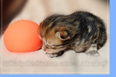 Ferrero-Liebeshof-black-golden-classic-tabby-14-Tage-alt.-www.sibirische-katzen-hamburg.de-I