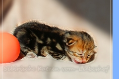 Ferrero-Liebeshof-black-golden-classic-tabby-14-Tage-alt.-www.sibirische-katzen-hamburg.de-II