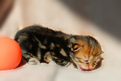 Ferrero-Liebeshof-black-golden-classic-tabby-14-Tage-alt.-www.sibirische-katzen-hamburg.de_