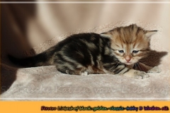 Ferrero-Liebeshof-black-golden-classic-tabby-3-Wochen-alt-www.sibirische-katzen-hamburg.de-liebeshof@gmail.com-I