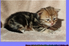 Ferrero-Liebeshof-black-golden-classic-tabby-3-Wochen-alt-www.sibirische-katzen-hamburg.de-liebeshof@gmail.com-II