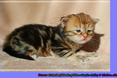 Ferrero-Liebeshof-black-golden-classic-tabby-3-Wochen-alt-www.sibirische-katzen-hamburg.de-liebeshof@gmail.com-III