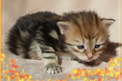 Ferrero-Liebeshof-black-golden-classic-tabby-3-Wochen-alt-www.sibirische-katzen-hamburg.de-liebeshof@gmail.com_