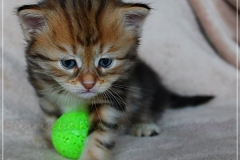 Ferrero-Liebeshof-black-golden-classic-tabby-4-Wochen-alt-www.sibirische-katzen-hamburg.de-III