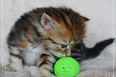 Ferrero-Liebeshof-black-golden-classic-tabby-4-Wochen-alt-www.sibirische-katzen-hamburg.de-IV