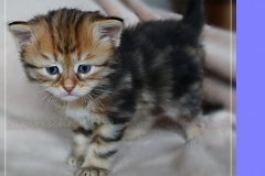 Ferrero-Liebeshof-black-golden-classic-tabby-4-Wochen-alt-www.sibirische-katzen-hamburg.de_