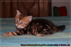 Ferrero-Liebeshof-black-golden-classic-tabby-6-Wochen-alt-www.sibirische-katzen-hamburg.de-II