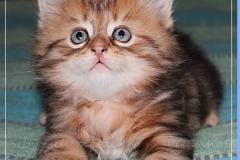 Ferrero-Liebeshof-black-golden-classic-tabby-6-Wochen-alt-www.sibirische-katzen-hamburg.de-III