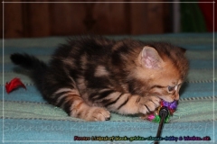 Ferrero-Liebeshof-black-golden-classic-tabby-6-Wochen-alt-www.sibirische-katzen-hamburg.de-IV