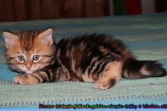 Ferrero-Liebeshof-black-golden-classic-tabby-6-Wochen-alt-www.sibirische-katzen-hamburg.de-V